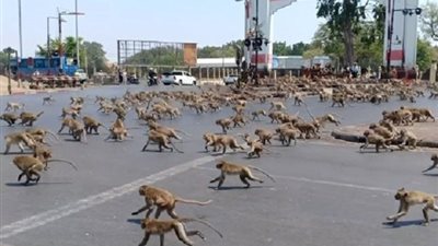 فيروس كورونا يشعل 