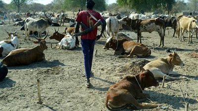  وزير التموين: منعنا استيراد اللحوم الحية من السودان لهذا السبب 