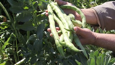 وزير التموين: محصول الفول المصري أصيب بفيروس مشابه لـ