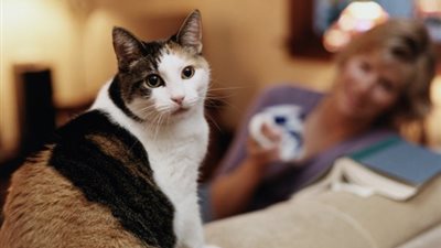 استشاري أمراض جلدية يكشف حقيقة نقل القطط والكلاب لفيروس كورونا