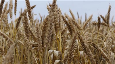 الحكومة تحدد أسعار توريد القمح لعام 2020
