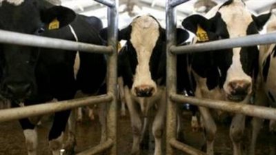 الزراعة: 958 مليون إجمالي تمويل مشروع البتلو لصغار المربيين حتى الأن