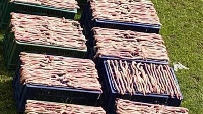 الطب البيطري يفجر مفاجأة حول قضية 