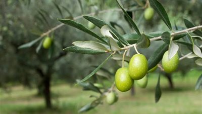 الزراعة: إطلاق تطبيق على التليفون المحمول لخدمة مزارعي الزيتون