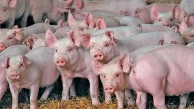 بعد وباء كورونا.. الصين تعلن تسجيل حالتي حمى خنازير أفريقية