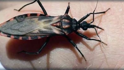 لأول مرة.. الاحتفاء باليوم العالمي لمرض شاغاس