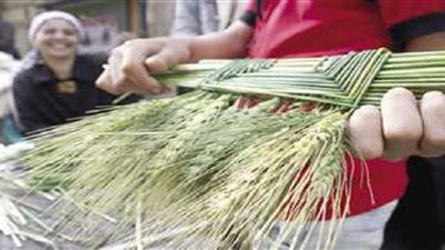 بعروسة من القمح والفريك.. الأقباط يحتفلون بـ 