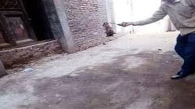 هل يمكن أن تنقل خفافيش القليوبية الكورونا؟ طبيب يجيب