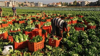 الزراعة: لدينا احتياطات تكفى لمواجهة أى أزمة طارئة (فيديو)