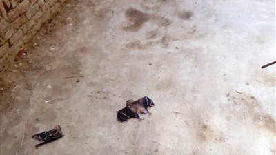 التفاصيل الكاملة لهجوم الخفافيش على قرية الحزانية