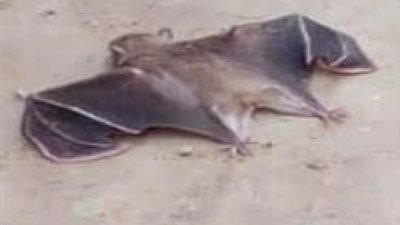 رعب للأهالي.. قصة الخفافيش بالمنازل المهجورة في القليوبية وبني سويف