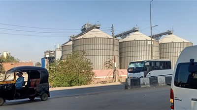 توريد 4 آلاف طن قمح قمح لصوامع الدقهلية 