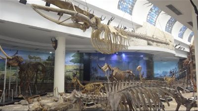 2000 هيكل ومومياء.. جولة 3D بمتحف حديقة حيوان الجيزة