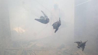 بعد هجوم الخفافيش على مصر.. تعرف على أضرارها ومخاطرها