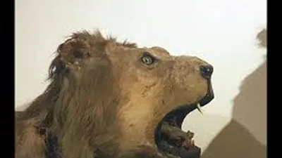 شاهد لأول مرة.. روائع متحف الصيد بقصر الأمير محمد علي (صور)