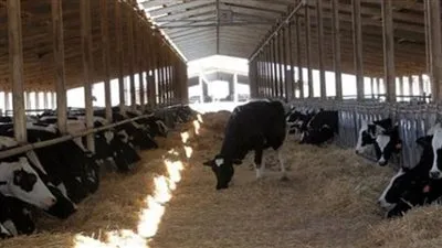 نصائح هامة لمربي الثروة الحيوانية والداجنة في الطقس الحار