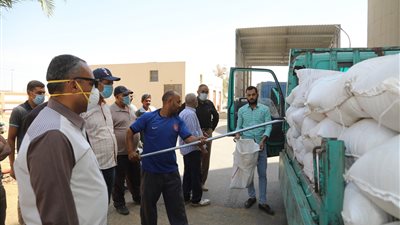 السكرتير المساعد بقنا: جودة الأقماح نتيجة تطبيق إرشادات الزراعة