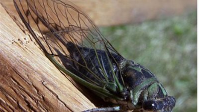 حشرة الزيز.. تعرف على التفاصيل الكاملة للغزو القادم من الصين