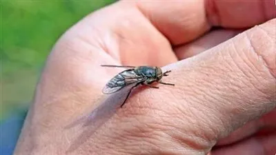 هل ينقل الذباب فيروس كورونا؟.. منظمة الصحة العالمية تجيب