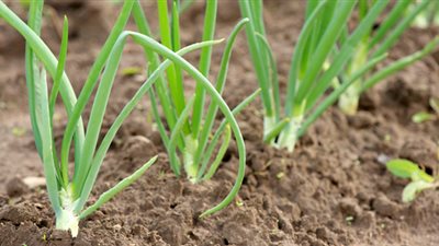 مصر تستحوذ على 8 % من الصادرات العالمية للبصل المجفف