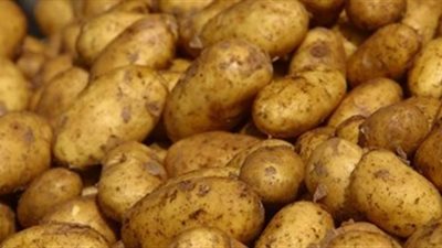 الحكومة تكشف حقيقة نقص محصول البطاطس