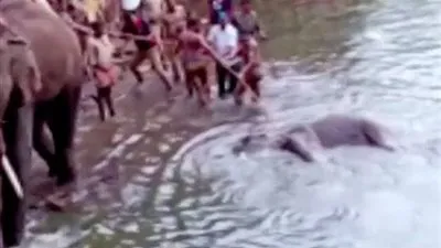 قصة قتل الضمير.. تصفية أنثي فيل بوجبة مفرقعات في الهند