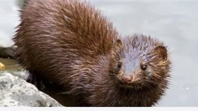 بعد تأكد نقله لعدوى كورونا.. أبرز 10 معلومات عن حيوان المينك 