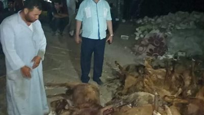 ضبط 20 خروفًا مذبوحين بعد الوفاة قبل توزيعهم على الجزارين (صور)
