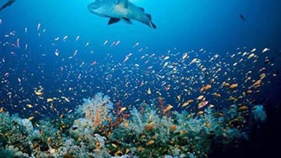 في اليوم العالمي للمحيطات.. تعرف على تأثير فيروس كورونا عليها