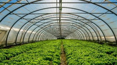 نقيب الزراعيين: 5 ملايين طن صادرات زراعية العام الجاري (فيديو)