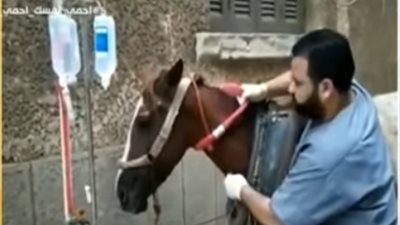 الإنسانية لا تفرق.. طبيب بيطري ينقذ حصانا بمدينة طنطا (فيديو)