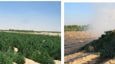 الداخلية تضبط 10 أفدنة مزروعة بانجو في البحيرة