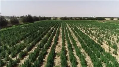 عاجل.. ضبط مزرعة بانجو على مساحة 25 فدان بالبحيرة