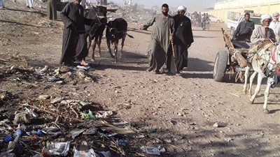 فض سوق للماشية في الأقصر (صور)