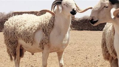 ننشر موعد عيد الأضحى 2020 فلكيا في مصر