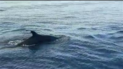 ظهور سرب من 