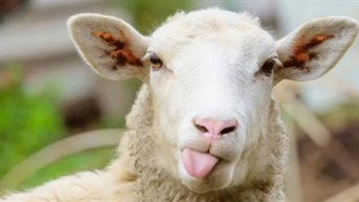 موعد عيد الأضحى المبارك 2020.. وتفاصيل بشأن موسم الحج هذا العام