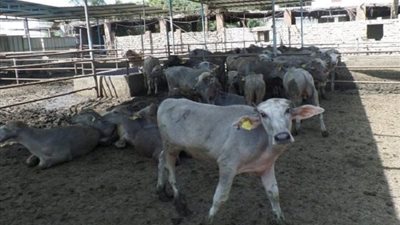 187 مليون جنيه تمويل جديد لمشروع البتلو لصغار المربيين 