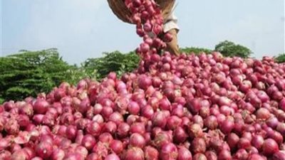 معهد البحوث الحقلية: مصر تحتل المكانة الثالثة عالميًا في تصدير البصل (فيديو)