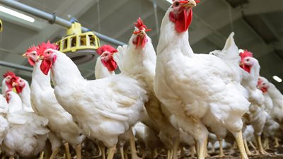 أسعار الدواجن اليوم الثلاثاء 7 يوليو 2020 خلال التعاملات الصباحية