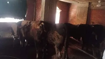 حي الشرابية يخلي 