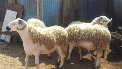 لجنة الفتوى: التصدق لمواجهة كورونا أعظم ثوابا من الأضحية