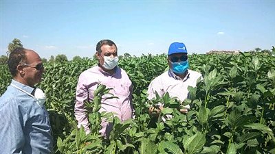 وكيل زراعة الفيوم يتفقد عدد من حقول زراعات غير تقليدية بمركز إطسا