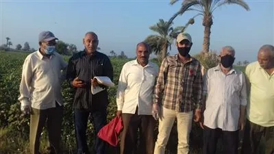 زراعة الفيوم: بداية الرشة الثانية لمكافحة آفة لوزة القطن موسم ٢٠٢٠ 