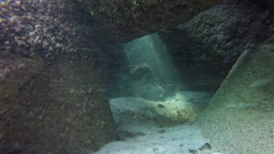 مدرب غوص يروي لـ 