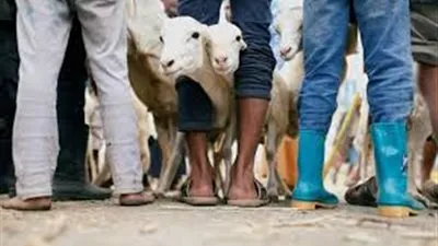 توقيتات مهمة بشأن عيد الأضحى 2020.. اعرفها الآن