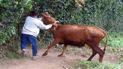 مصرع مزارع وإصابة زوجته دفاعا عن المواشي من السرقة 