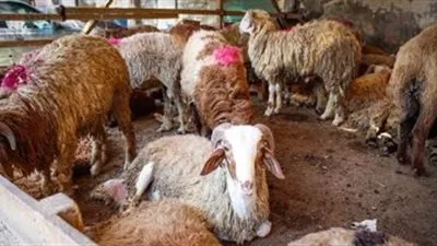 قبل الشراء.. تعرف على صفات الأضحية السليمة