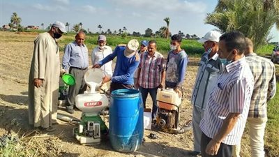 زراعة الفيوم نهاية الأسبوع التاني لمكافحة آفات محصول القطن (صور)