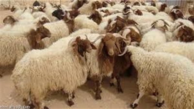 تعرف على الإجراءات الاحترازية للأضحية مع فيروس كورونا (فيديو)